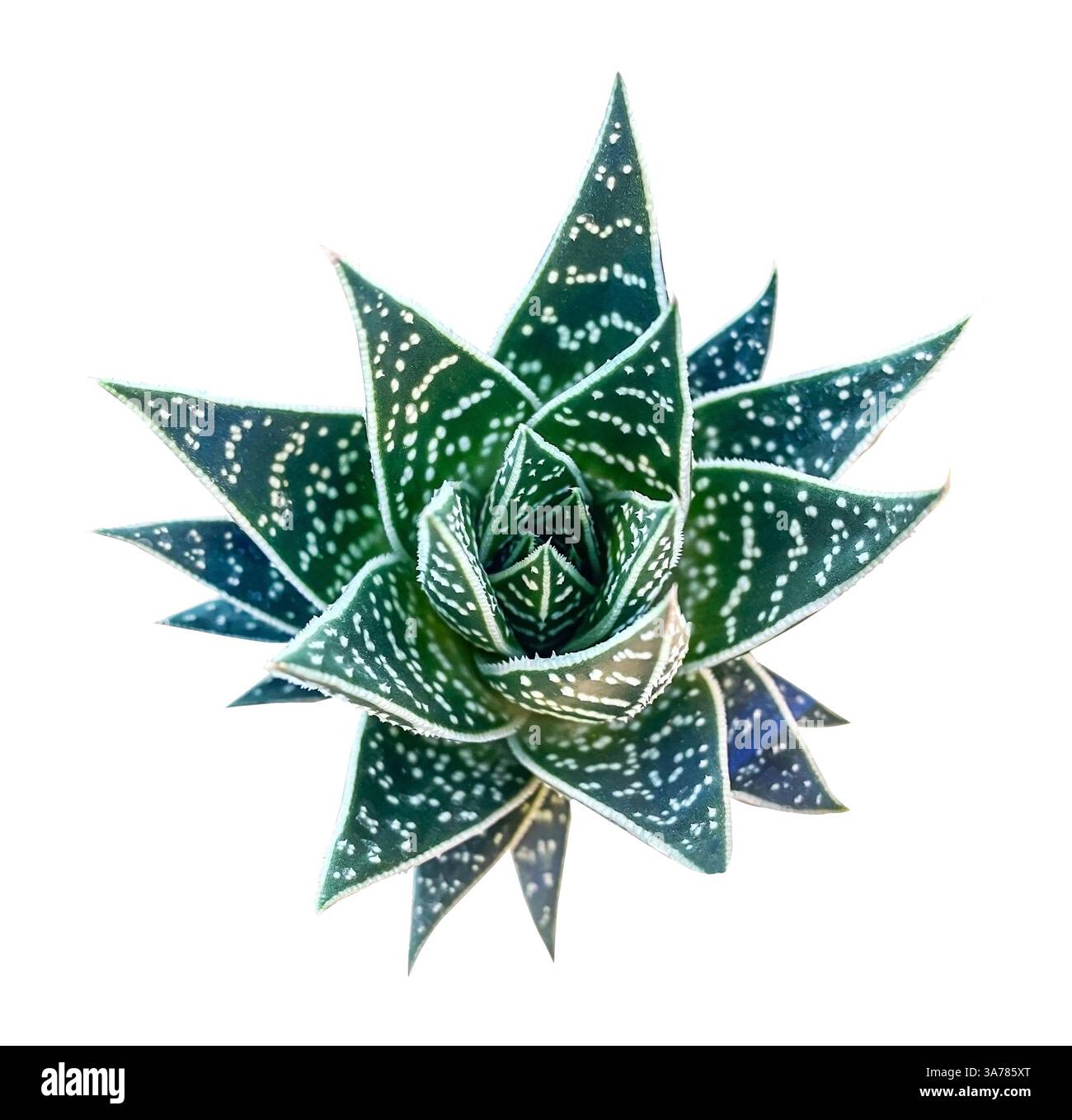 Aloe Tiki Tahi succulent Top View isolé sur fond blanc avec chemin de détourage. Élément de design floral pour cartes, invitations, affiches. Banque D'Images