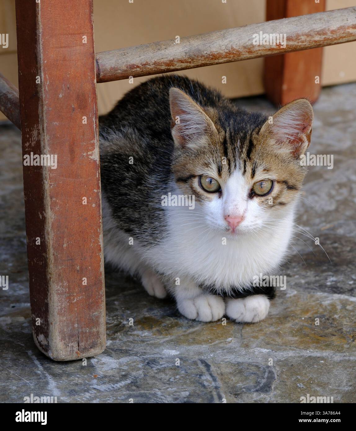 Un petit chaton tabby et blanc cherche refuge et un moment de paix sous une chaise en bois altérée, son regard fixé sur le spectateur Banque D'Images