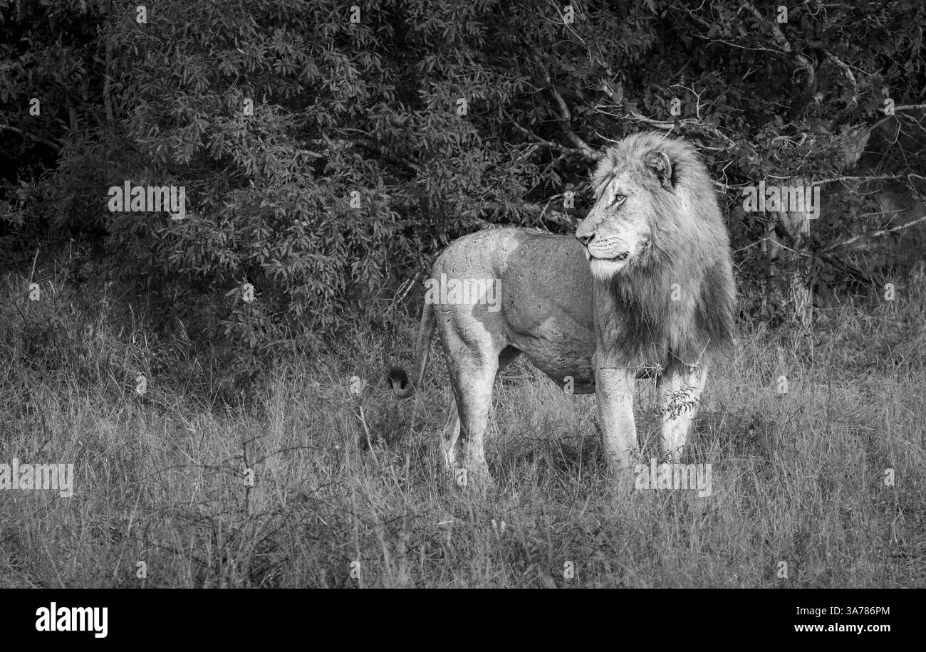 Lion mâle, Panthera leo, portrait en noir et blanc. Banque D'Images