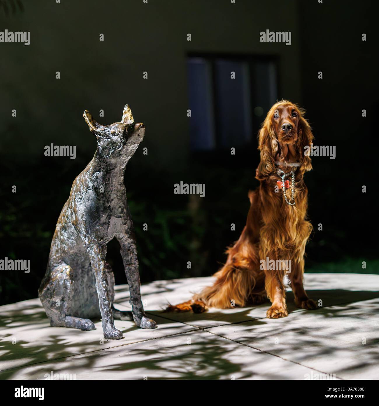 Chien connecté Banque D'Images