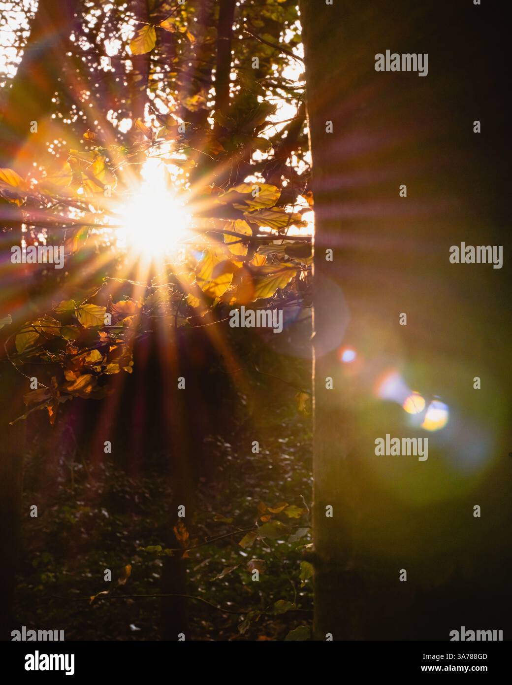 Lumière du soleil éthérée filtrant à travers les feuilles dans les bois. Créer une atmosphère tranquille et enchanteresse Banque D'Images