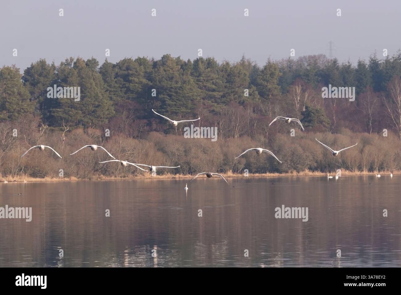 Un troupeau de cygnes muets (Cygnus olor) volant à la fin de l'hiver au Loch of Skene dans l'Aberdeenshire, en Écosse Banque D'Images