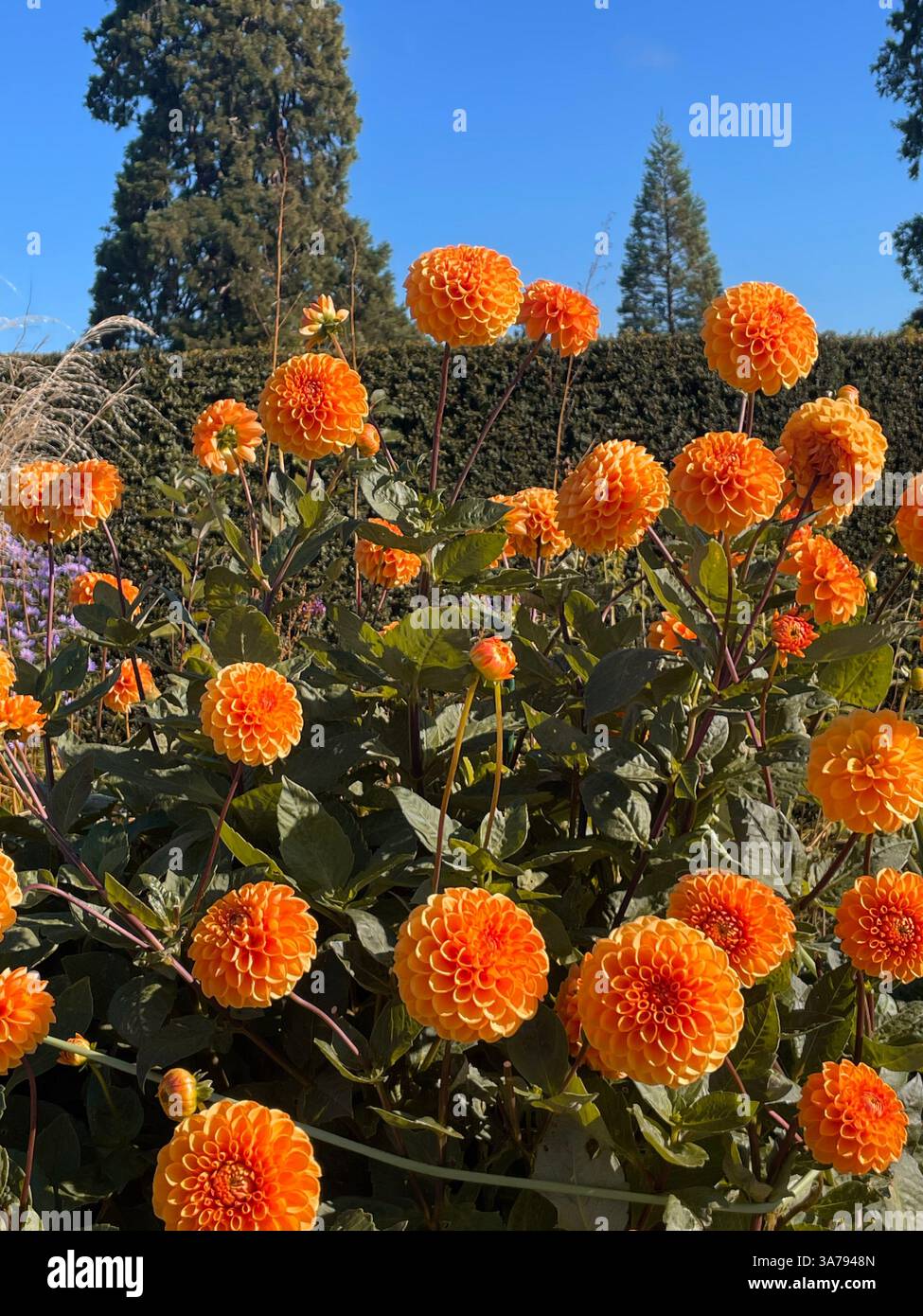 Des dahlias de style pompon orange éclatants fleurissent dans un jardin irlandais par une journée ensoleillée. Banque D'Images