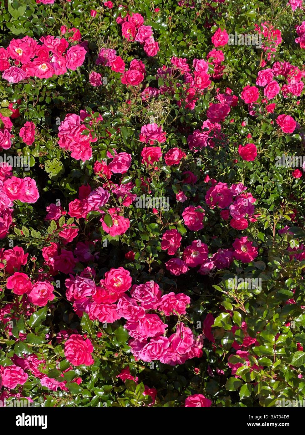 Abondantes roses en pleine floraison par une journée ensoleillée dans un jardin irlandais. Banque D'Images