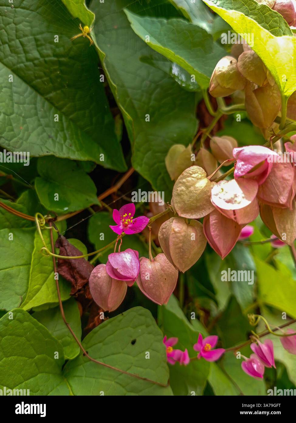 Belle vigne de corail (Antigonon sp) Fleur avec des couleurs vibrantes. Cette fleur fournit du nectar aux abeilles et aux insectes. Banque D'Images