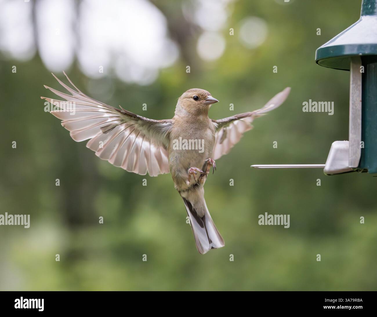 Chaffinch [ Fringilla coelebs ] oiseau femelle en vol à l'alimentateur de graines de jardin Banque D'Images