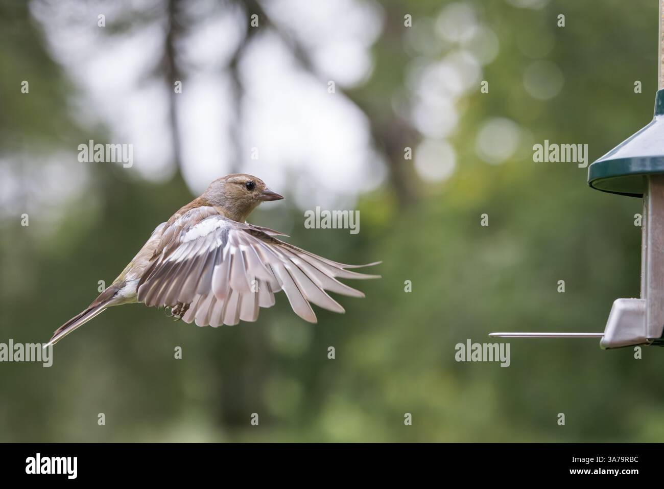 Chaffinch [ Fringilla coelebs ] oiseau femelle en vol à l'alimentateur de graines de jardin Banque D'Images