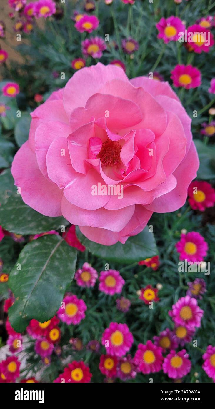 Rose chinoise rose pleine fleur (Rosa chinensis) entourée de fleurs roses et jaunes plus petites. Banque D'Images