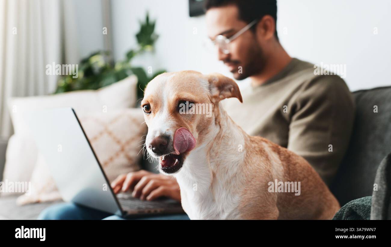 Animal, chien et ordinateur portable avec homme sur le canapé pour les petites entreprises, freelance et se détendre. Lecture, réseautage et en ligne avec personne et animal de compagnie dans le salon de Banque D'Images