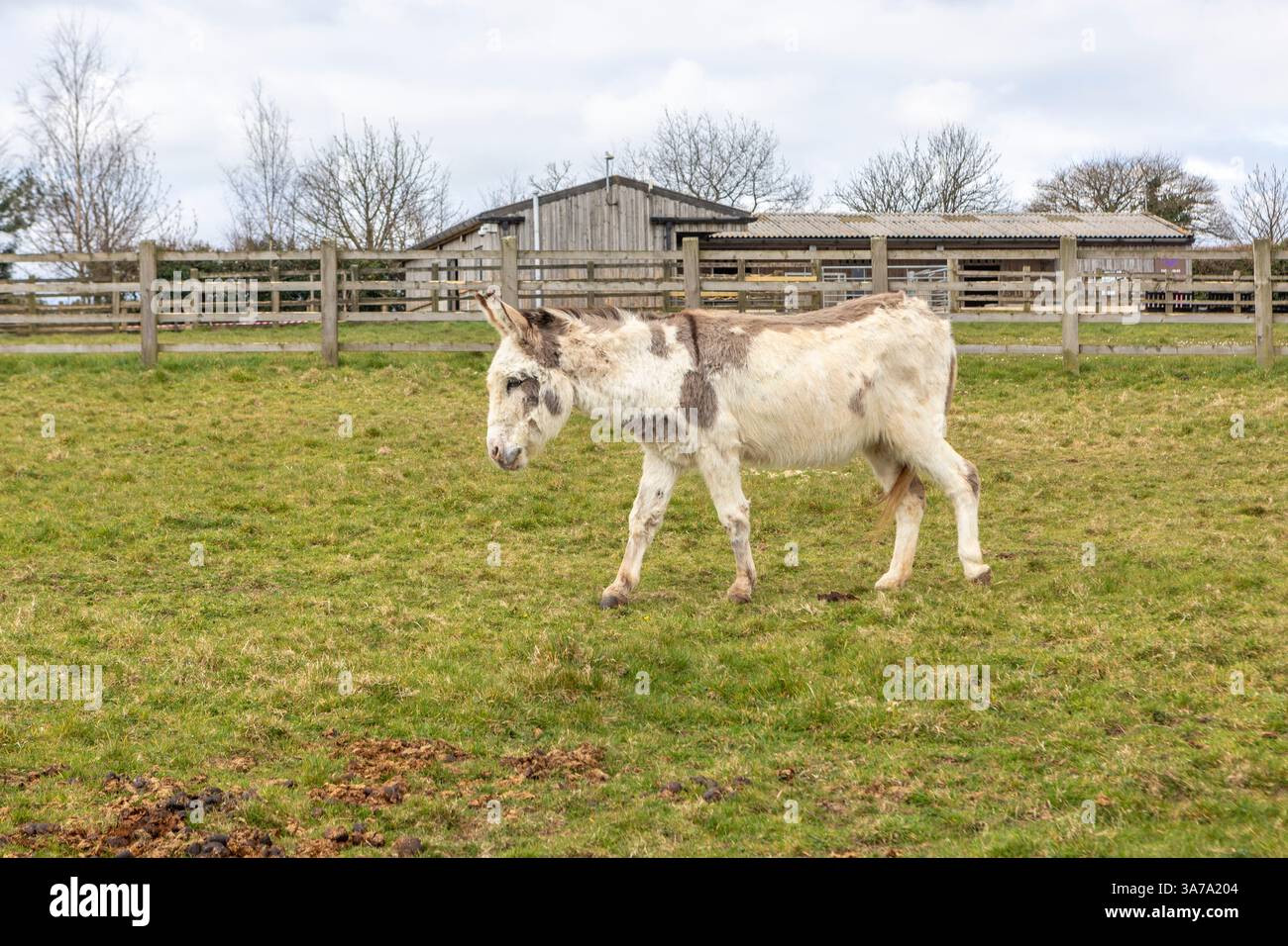 Un âne marchant dans un champ d'herbe au Donkey Sanctuary, Sidmouth, Devon. Banque D'Images