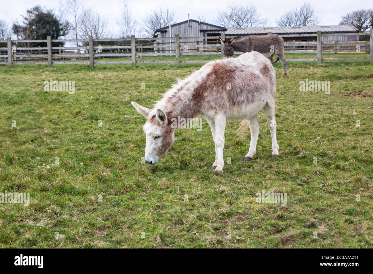 Ânes qui paissent dans un champ d'herbe au Donkey Sanctuary, Sidmouth, Devon Banque D'Images