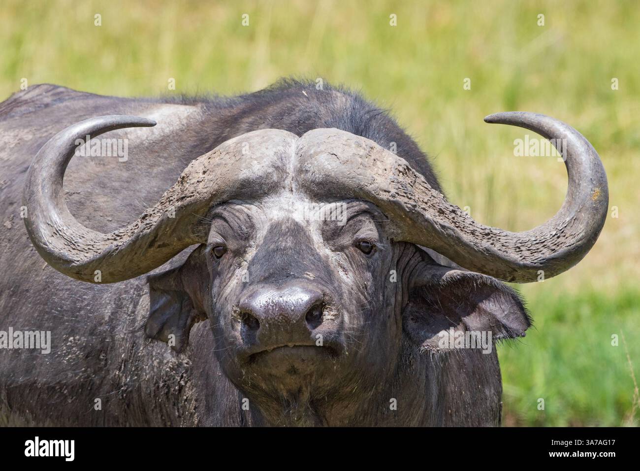 Buffle africain avec de grandes cornes regardant la caméra Banque D'Images
