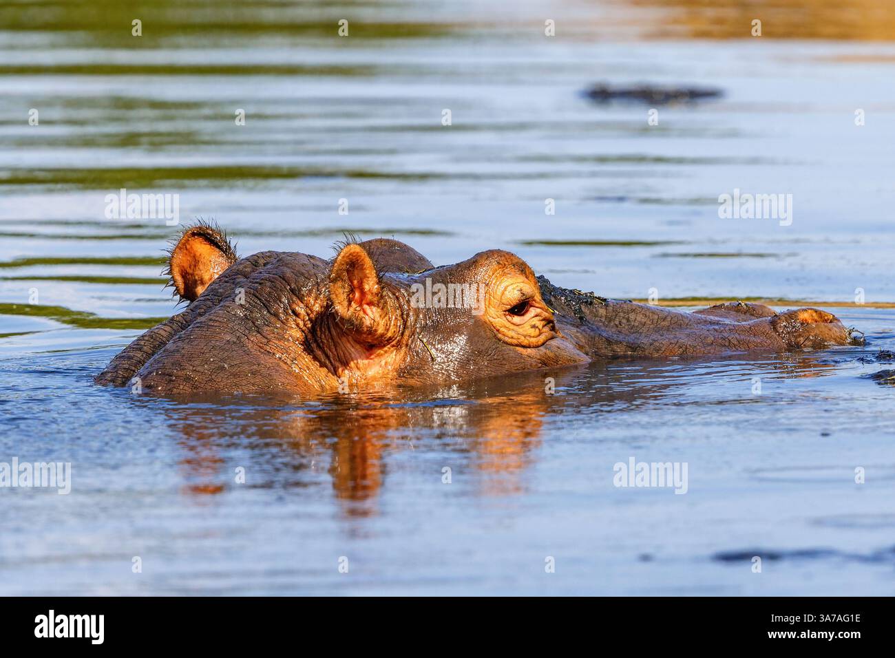 Gros plan d'un hippopotame africain dans une rivière Banque D'Images