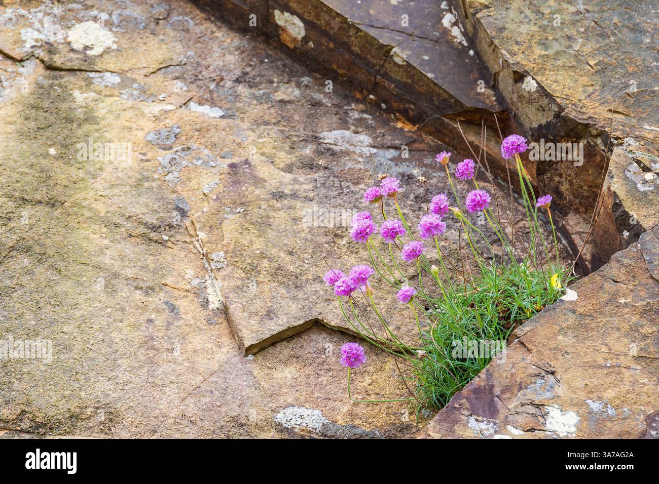 Floraison Thrift fleurs sur une face rocheuse dans une fissure Banque D'Images