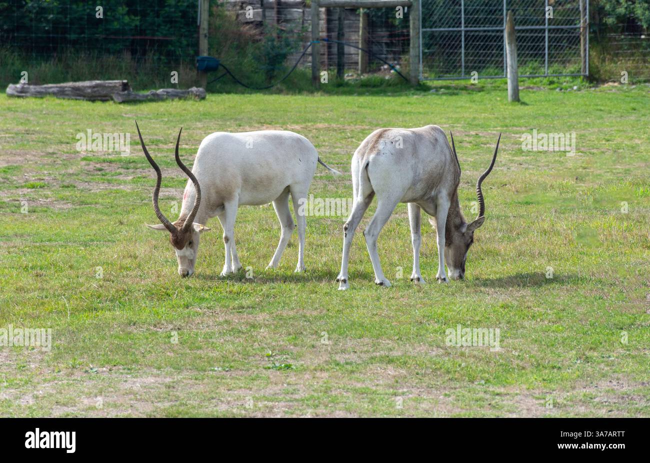 L'Addax (Addax nasomaculatus) à Orana Wildlife Park, île de Mcleans, Christchurch (Ōtautahi), Canterbury, île du Sud, nouvelle-Zélande Banque D'Images