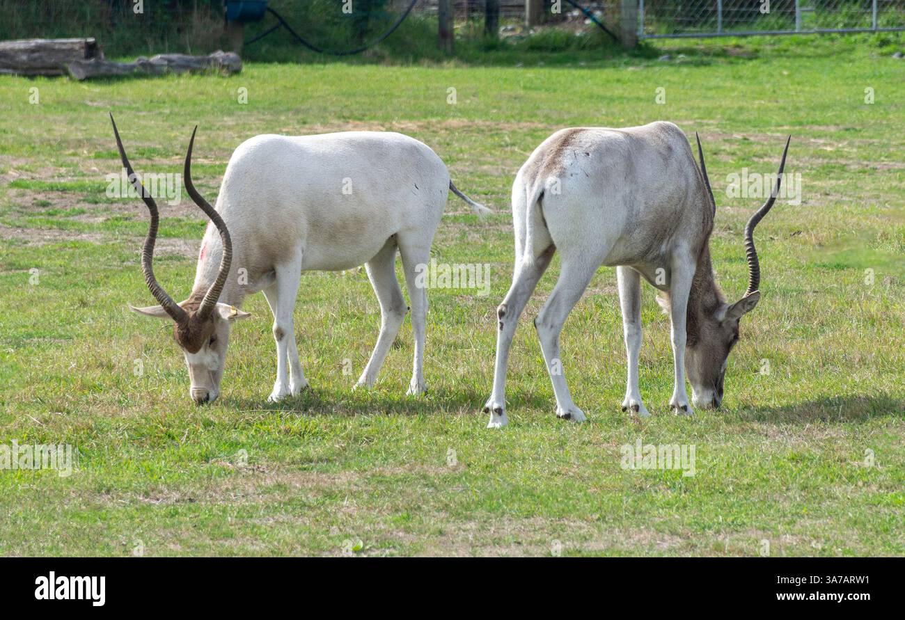 L'Addax (Addax nasomaculatus) à Orana Wildlife Park, île de Mcleans, Christchurch (Ōtautahi), Canterbury, île du Sud, nouvelle-Zélande Banque D'Images