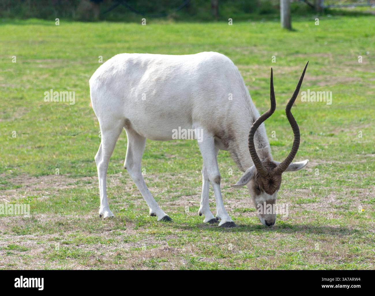 L'Addax (Addax nasomaculatus) à Orana Wildlife Park, île de Mcleans, Christchurch (Ōtautahi), Canterbury, île du Sud, nouvelle-Zélande Banque D'Images