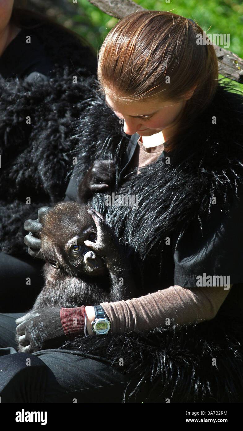 30 avril 2013 - Cincinnati, Ohio, U. S - Ashley chance Hells, bébé gorille du zoo et jardin botanique de Cincinnati, est un gorille des basses terres occidentales âgé de 3 mois, ''Gladys'', le mardi 30 avril 2013. Le bébé gorille qui a été rejeté par sa mère après sa naissance au zoo de Gladys porter en janvier au zoo de Gladyâ€™s porter en janvier 2013 au zoo de Brownsville, Texas. Une équipe de 10 substituts humains au zoo de Cincinnati élève Glady. Qui a mis un faux manteau de fourrure qui ressemble à la fourrure de Gorilla comme ils élèvent la main Gladys à Cincinnati, Ohio. C'était la première fois que Gladys était en public au Goril du zoo Banque D'Images