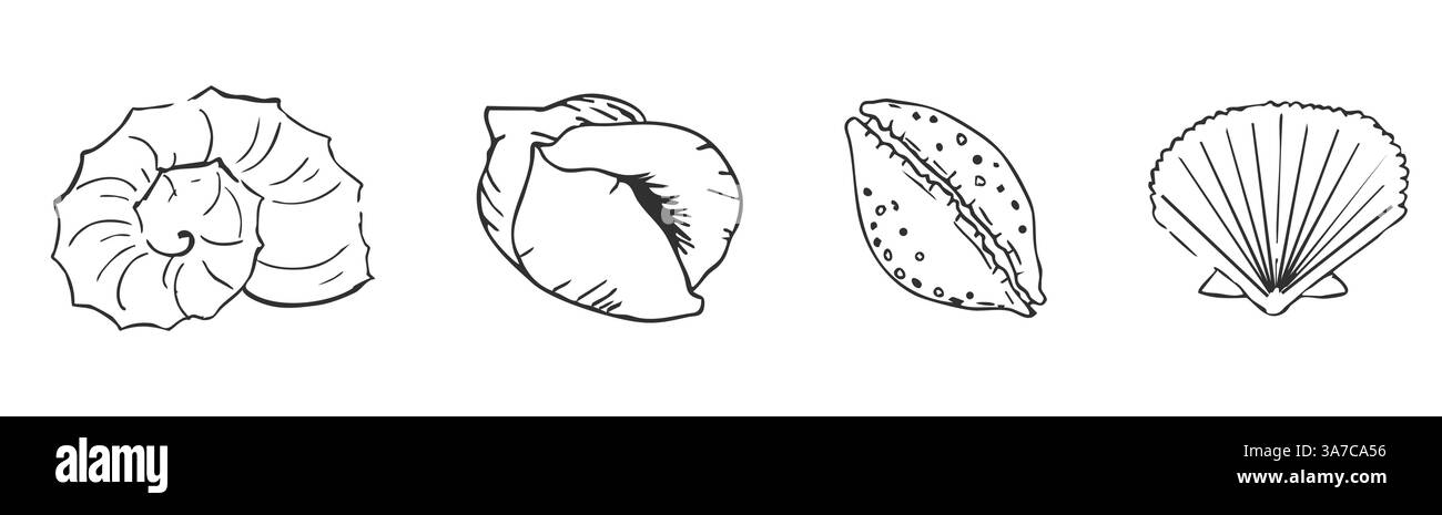 Croquis de coquille de mer Ocean Life illustration dessinée à la main. Décrire le style moderne, l'été, les vacances, les éléments de conception de plage. Corail et algues, ligne d'étoiles de mer. . Illustration vectorielle Illustration de Vecteur