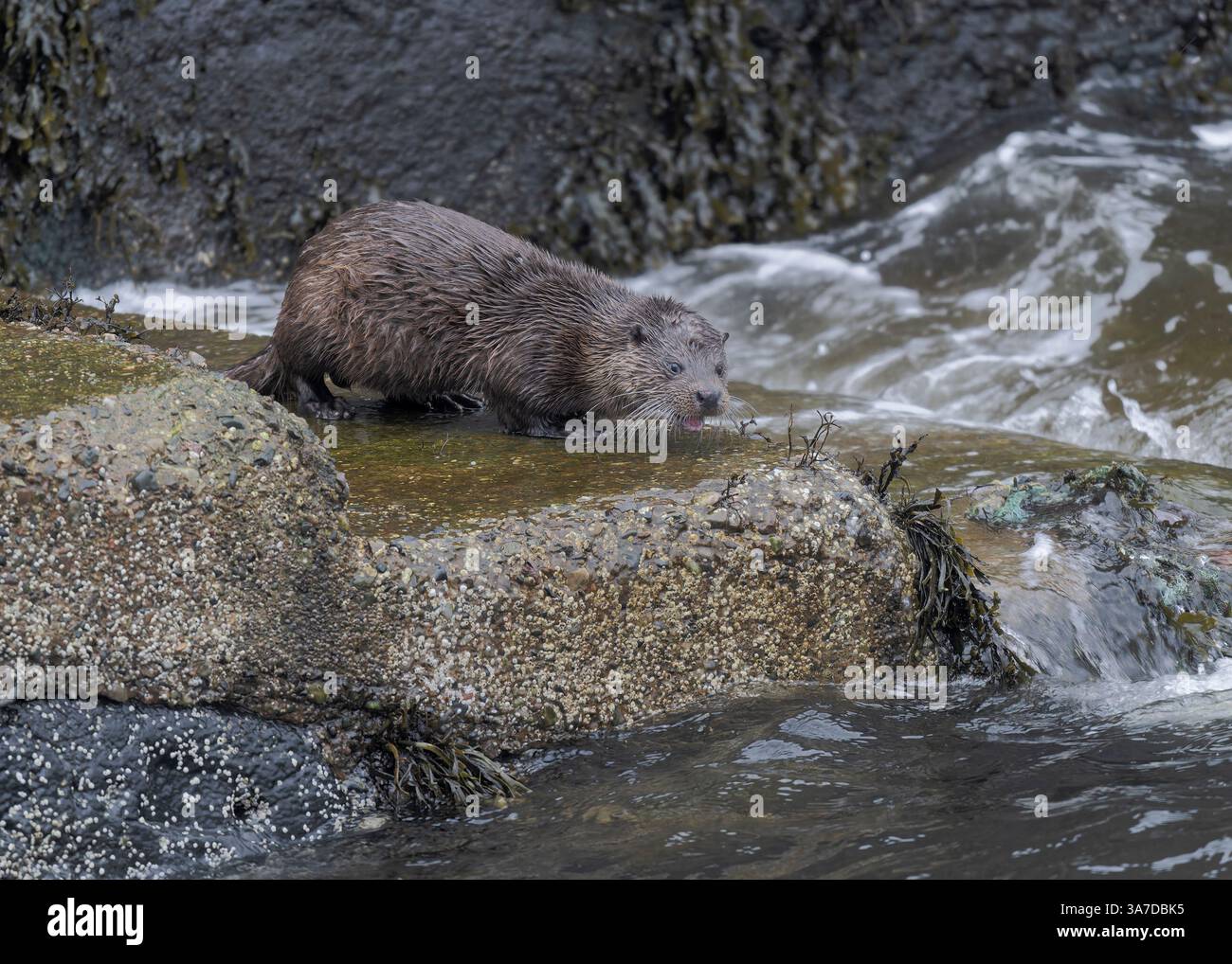 Otter adulte (Lutra lutra) en montant les marches du Quay dans un endroit pratique pour manger, Tobermory Harbour, île de Mull, Hébrides intérieures, Écosse. Banque D'Images Otter adulte (Lutra lutra) en montant les marches du Quay dans un endroit pratique pour manger, Tobermory Harbour, île de Mull, Hébrides intérieures, Écosse. Banque D'Images