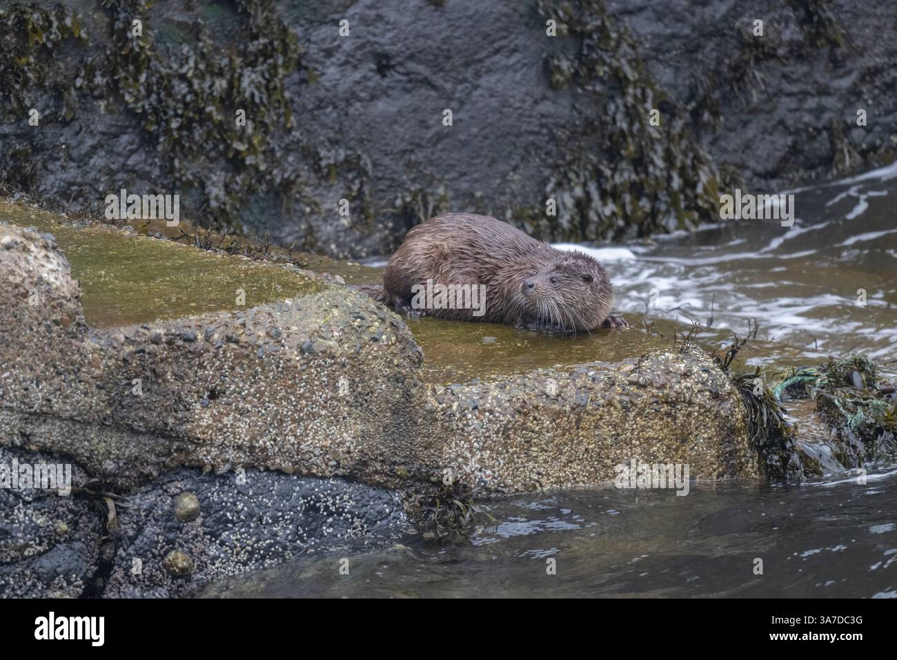 Otter adulte (Lutra lutra) en montant les marches du Quay dans un endroit pratique pour manger, Tobermory Harbour, île de Mull, Hébrides intérieures, Écosse. Banque D'Images Otter adulte (Lutra lutra) en montant les marches du Quay dans un endroit pratique pour manger, Tobermory Harbour, île de Mull, Hébrides intérieures, Écosse. Banque D'Images