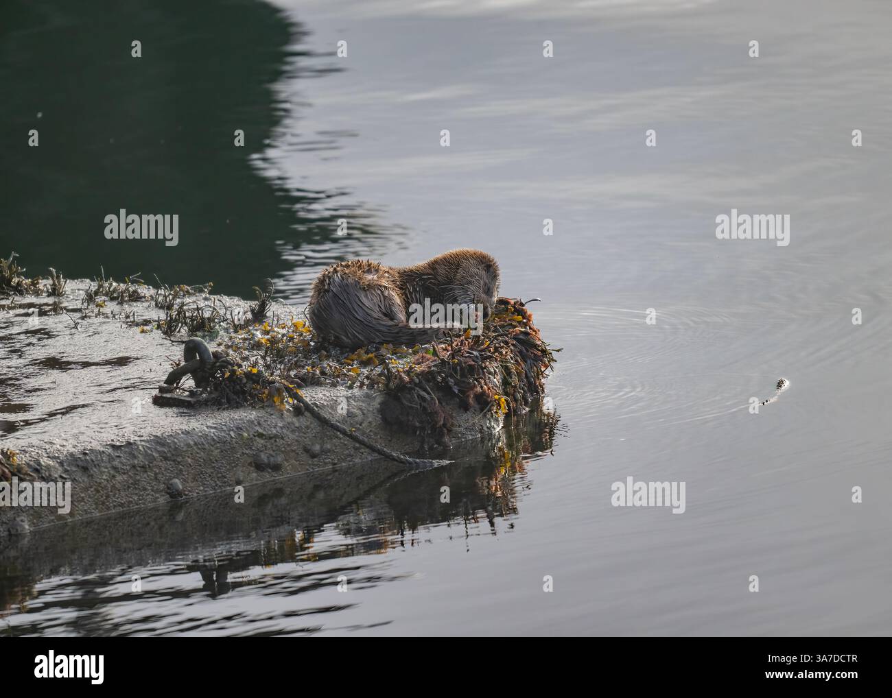Loutre (Lutra lutra), assis sur la plate-forme dans le port de Tobermory, île de Mull, Hébrides intérieures, Écosse. Banque D'Images Loutre (Lutra lutra), assis sur la plate-forme dans le port de Tobermory, île de Mull, Hébrides intérieures, Écosse. Banque D'Images