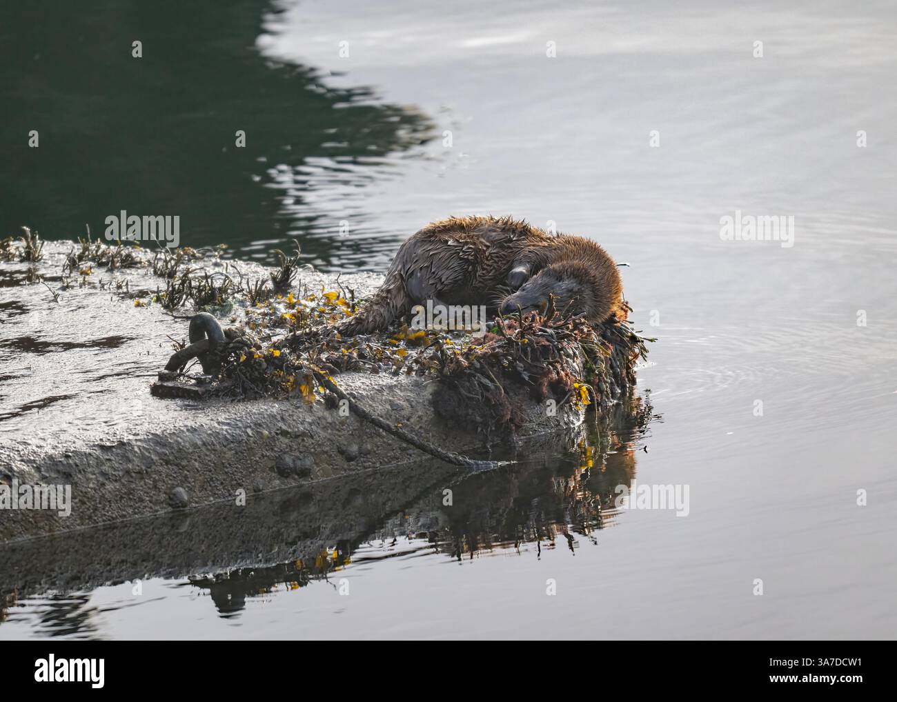 Loutre (Lutra lutra), assis sur la plate-forme dans le port de Tobermory, île de Mull, Hébrides intérieures, Écosse. Banque D'Images Loutre (Lutra lutra), assis sur la plate-forme dans le port de Tobermory, île de Mull, Hébrides intérieures, Écosse. Banque D'Images