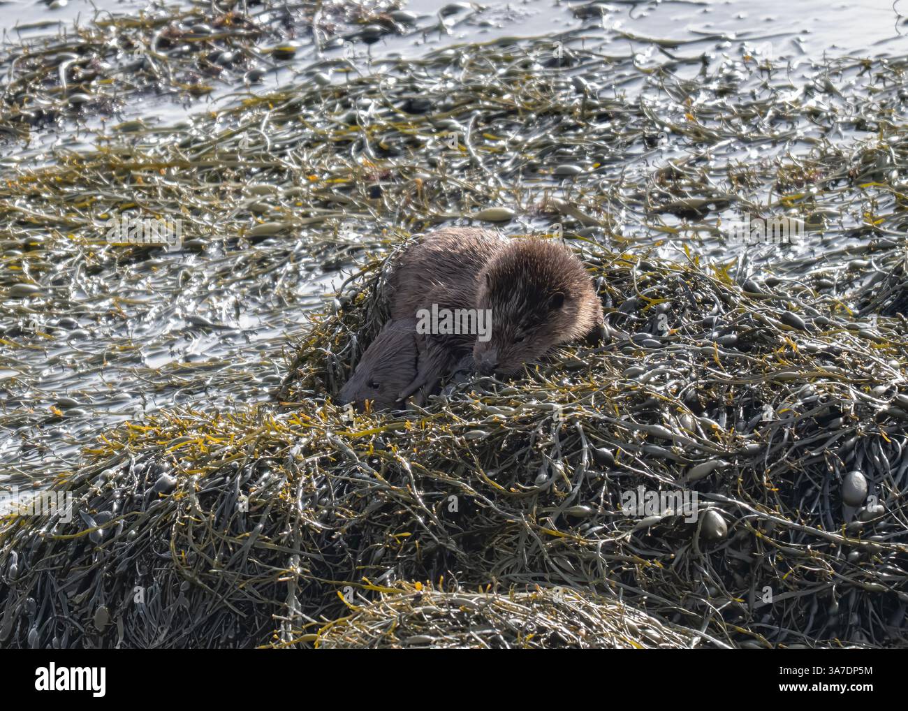 Loutre (Lutra lutra), famille de trois personnes jouant autour des rochers couverts d'algues Loch Scridain, île de Mull, Hébrides intérieures, Écosse. Banque D'Images Loutre (Lutra lutra), famille de trois personnes jouant autour des rochers couverts d'algues Loch Scridain, île de Mull, Hébrides intérieures, Écosse. Banque D'Images