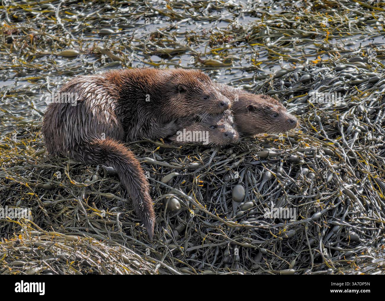 Loutre (Lutra lutra), famille de trois personnes jouant autour des rochers couverts d'algues Loch Scridain, île de Mull, Hébrides intérieures, Écosse. Banque D'Images Loutre (Lutra lutra), famille de trois personnes jouant autour des rochers couverts d'algues Loch Scridain, île de Mull, Hébrides intérieures, Écosse. Banque D'Images