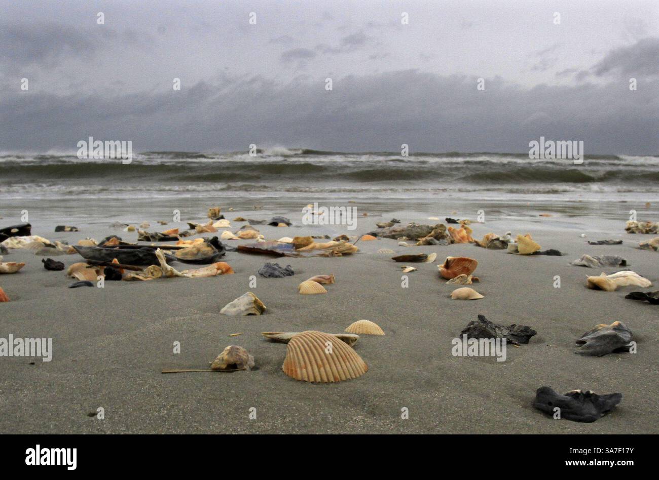 26 octobre 2012 - Garden City, SC, États-Unis - L'ouragan Sandy a jeté de nombreux coquillages à Pawleys Island, Caroline du Sud, mais est resté dehors au-dessus de l'Atlantique, samedi 27 octobre 2012. (Crédit image : © Steve Jessmore/MCT/ZUMAPRESS.com) Banque D'Images