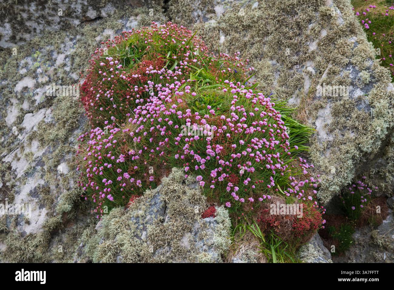 Thrift, Île de Tiree, Hébrides intérieures, Écosse Banque D'Images