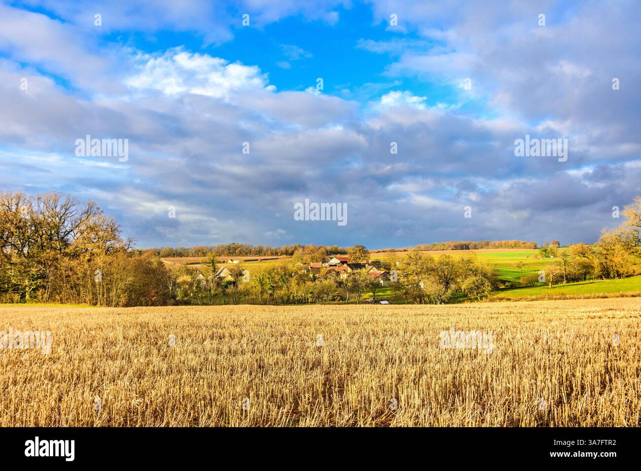 Paysage du Sud-Touraine avec un champ de maïs en maturation et le hameau de la Buttière au loin - Bossay-sur-Claise, Indre-et-Loire (37), France. Banque D'Images