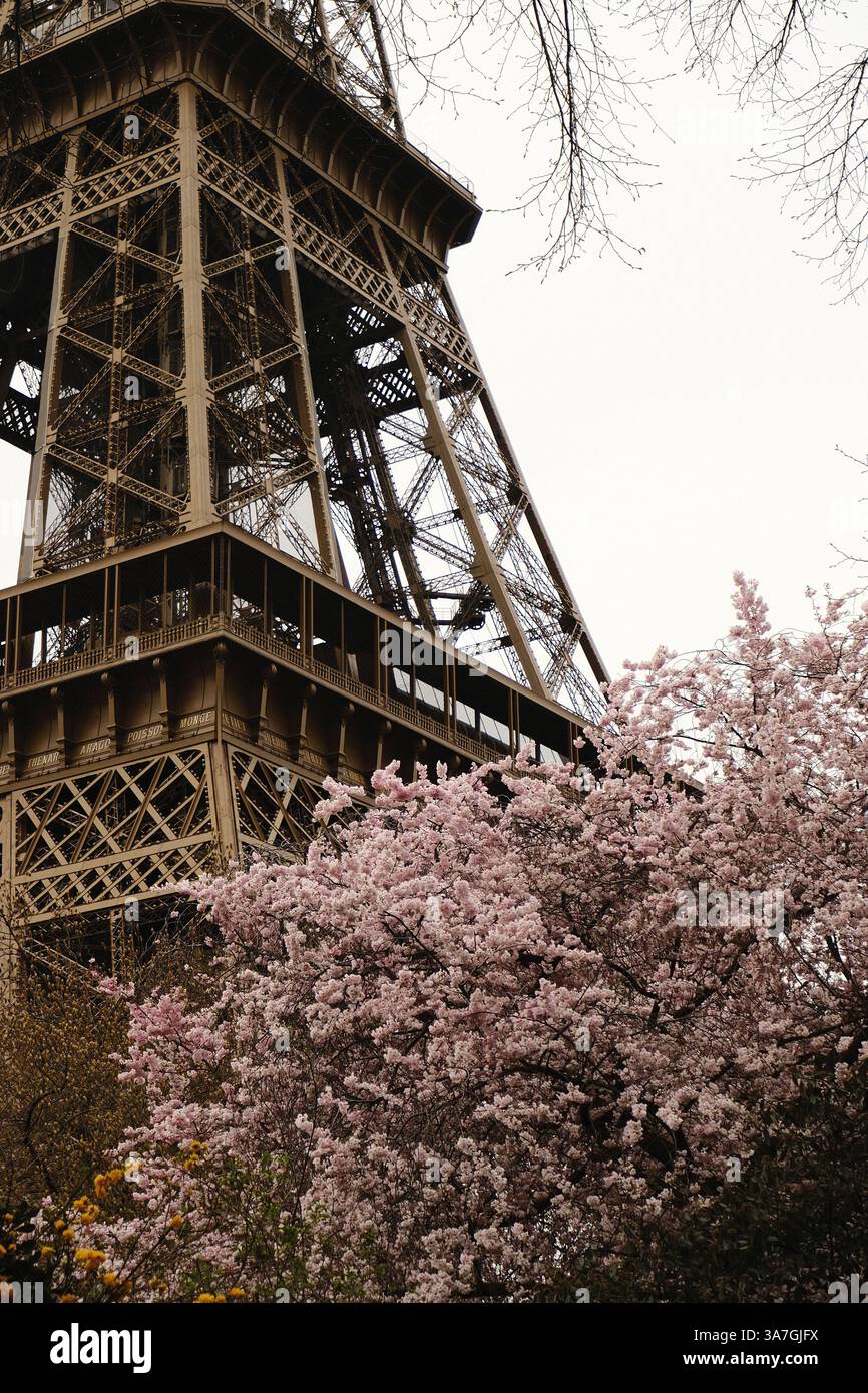 La Tour Eiffel est majestueusement entourée de magnifiques cerisiers en fleurs Banque D'Images