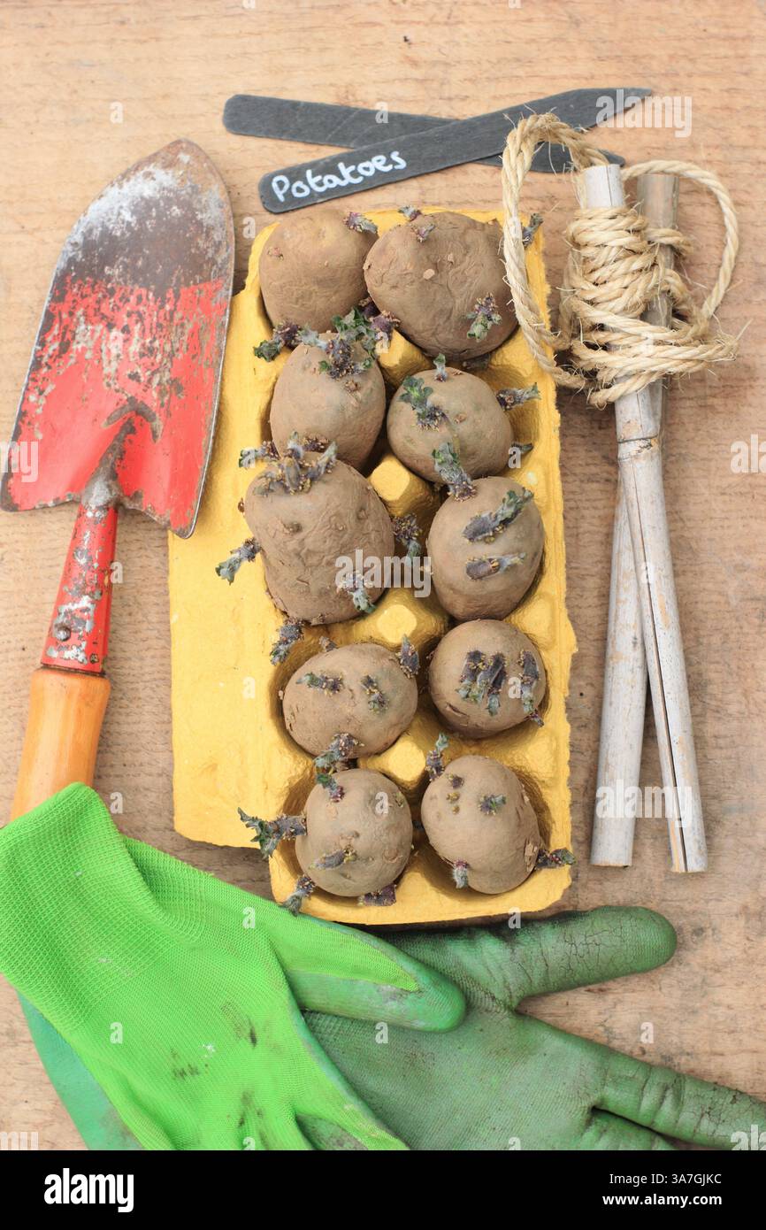 Pommes de terre chotées. Pommes de terre primitives Chitted présentant des pousses saines, prêtes à planter. ROYAUME-UNI Banque D'Images