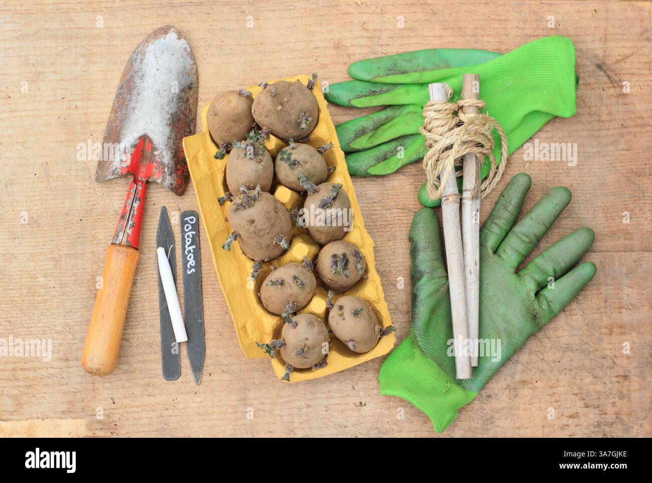Pommes de terre chotées. Pommes de terre primitives Chitted présentant des pousses saines, prêtes à planter. ROYAUME-UNI Banque D'Images