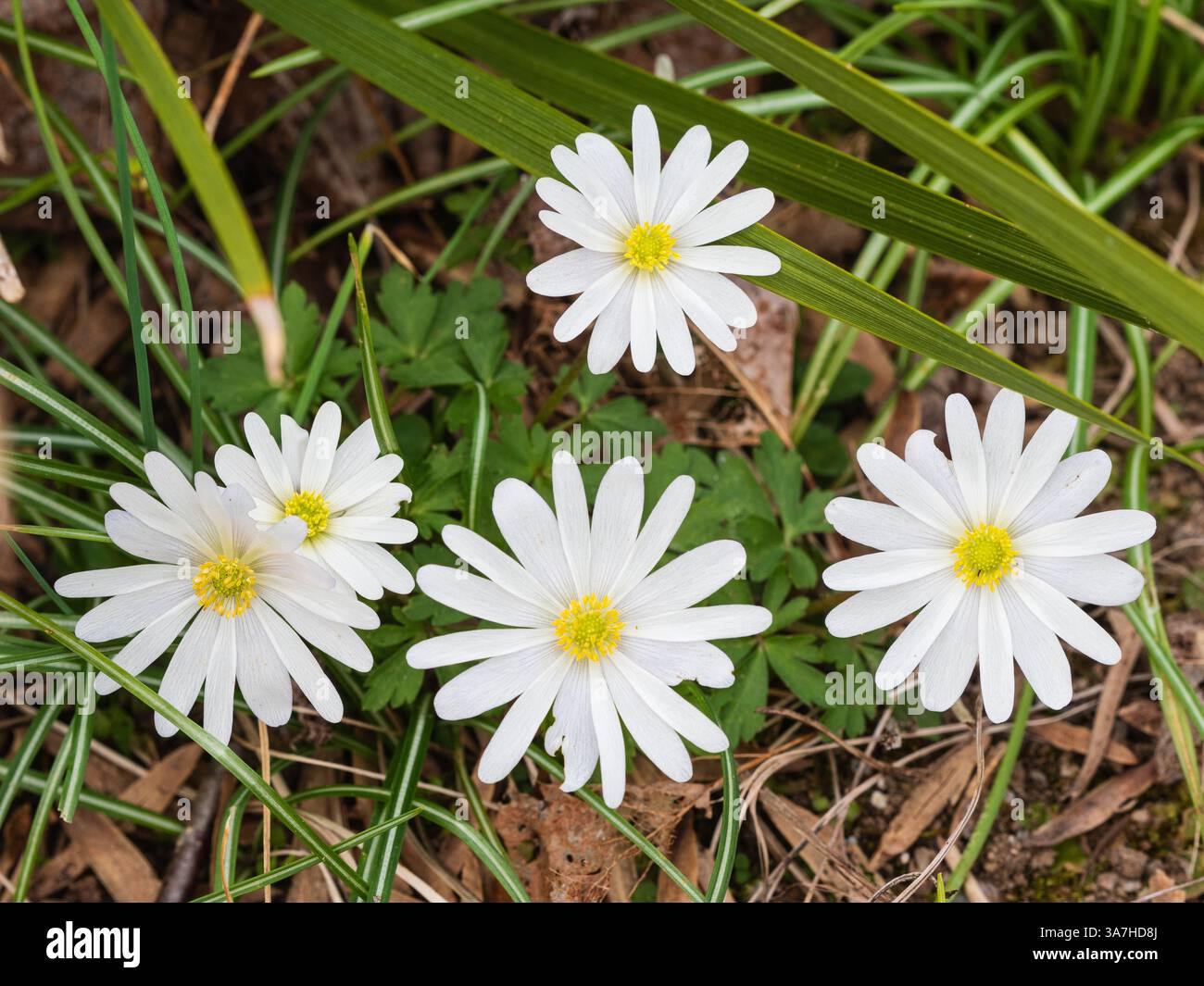 Fleurs blanches au début du printemps du bulbe ornemental rustique de fleur de vent, Anemone blanda ' White Splendour' Banque D'Images