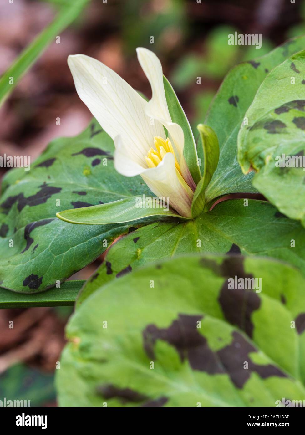 Forme fleurie blanche avec feuillage taché de robinets de réveil à floraison printanière précoce, Trillium chloropetalum Banque D'Images