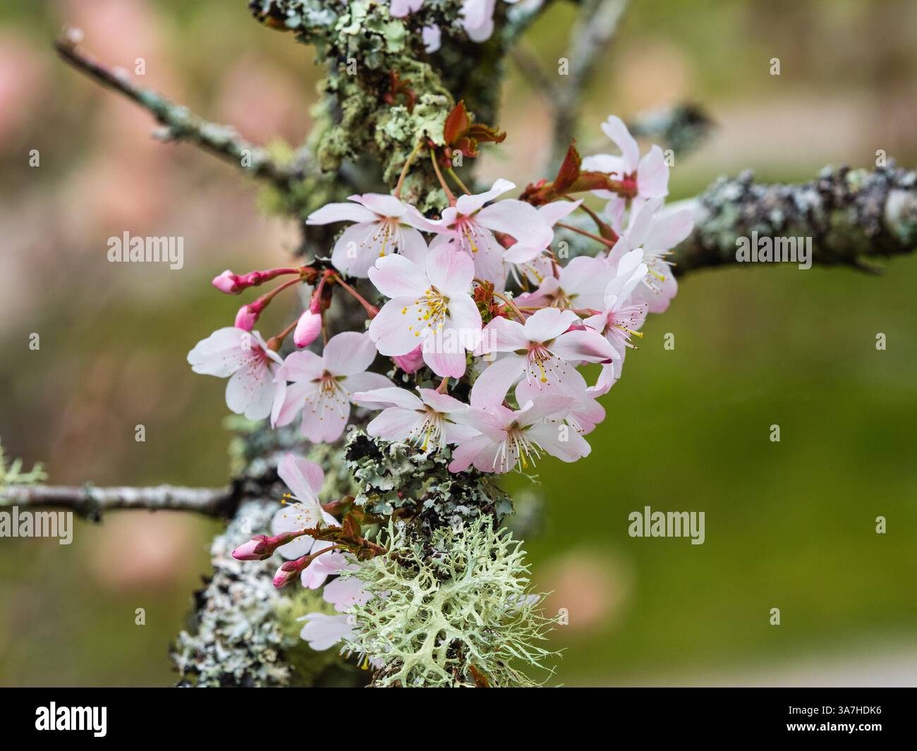 Floraison printanière de la cerise à floraison printanière précoce, Prunus 'Pandora' sur des branches incrustées de lichen Banque D'Images