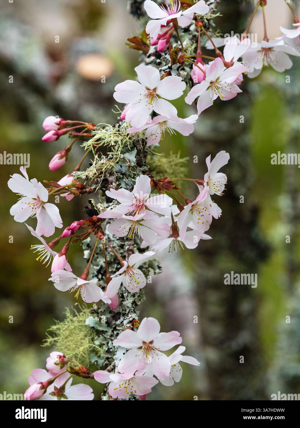 Floraison printanière de la cerise à floraison printanière précoce, Prunus 'Pandora' sur des branches incrustées de lichen Banque D'Images
