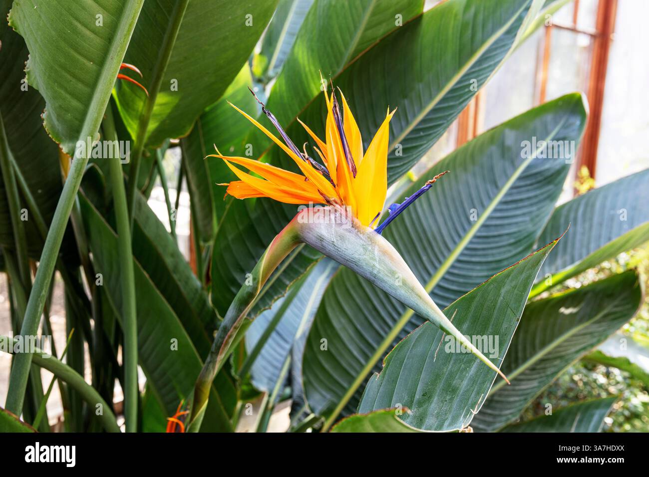Oiseau du Paradis Strelitzia reginae, fleurs, plante monocotylédone, oiseau du paradis, oiseaux de paradis, plante exotique, genre Strelitzia Banque D'Images