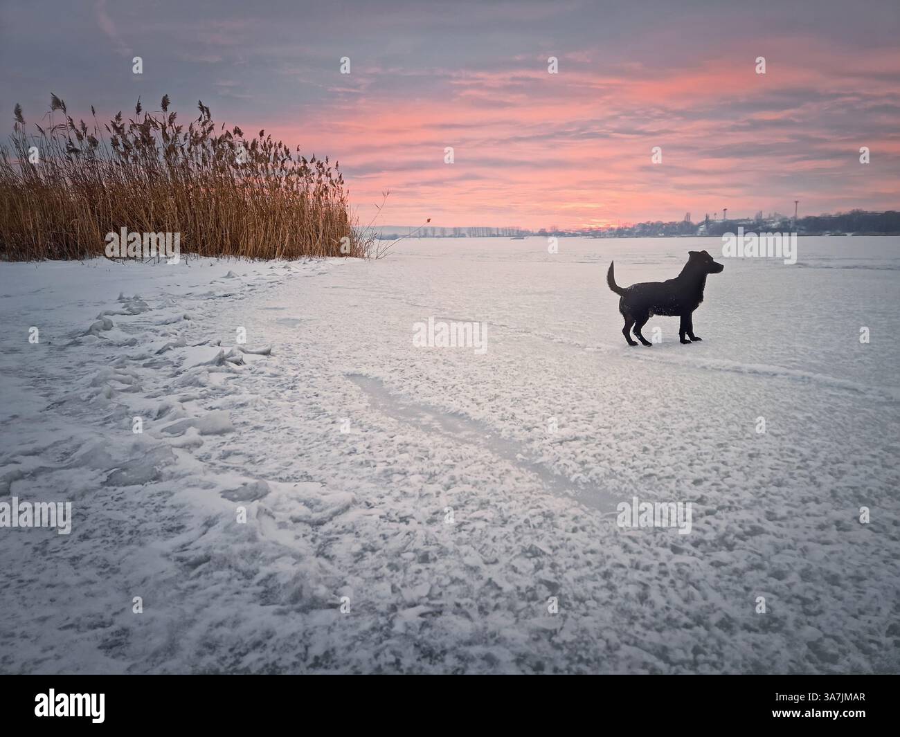 Belle scène de coucher de soleil d'hiver avec un chien marchant sur la glace du lac gelé - Image de stock capturée avec un smartphone