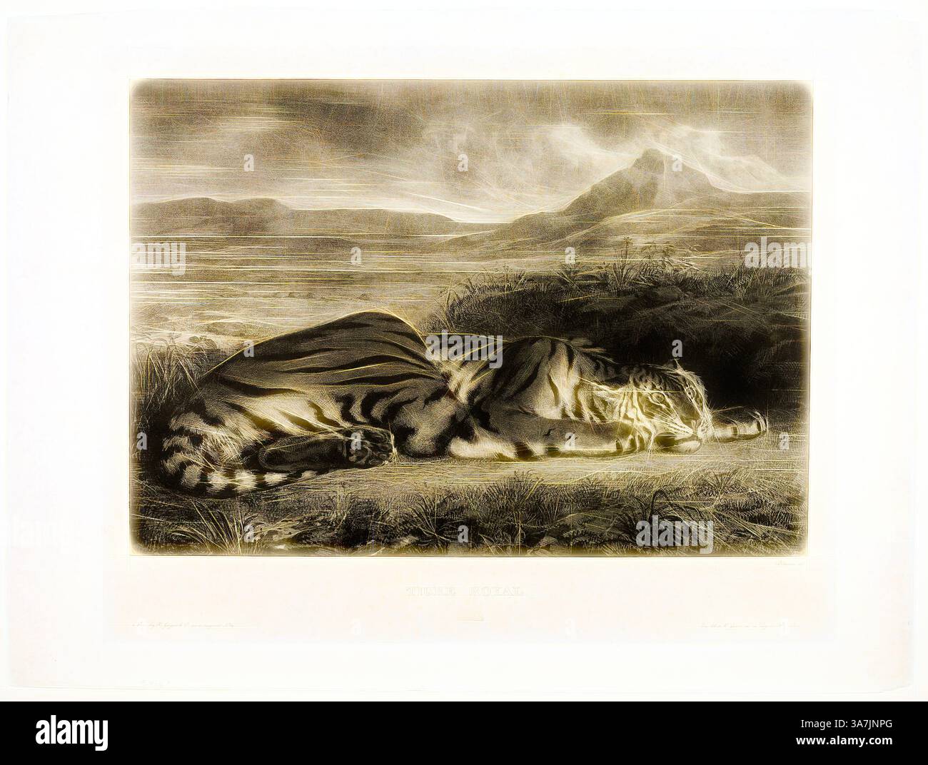 Un tigre serein repose dans un paysage tranquille, incarnant à la fois force et grâce. Ses rayures saisissantes contrastent avec l'herbe douce, tandis que les collines lointaines créent un sentiment de solitude paisible., Art classique avec une touche moderne réinventé par Artotop, Tigre du Bengale, 1829, Eugène Delacroix (français, 1798-1863), imprimé par E. Ardit (français, acte. 1828-1834), France, lithographie en noir sur papier chinois gris clair posé sur papier tissé ivoire (Chine collé) Banque D'Images