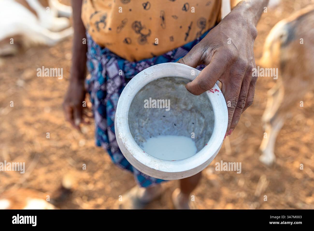 un homme, berger montrant du lait frais de chèvre dans un récipient un matin ensoleillé sur un champ poussiéreux dans une orissa rurale en inde Banque D'Images