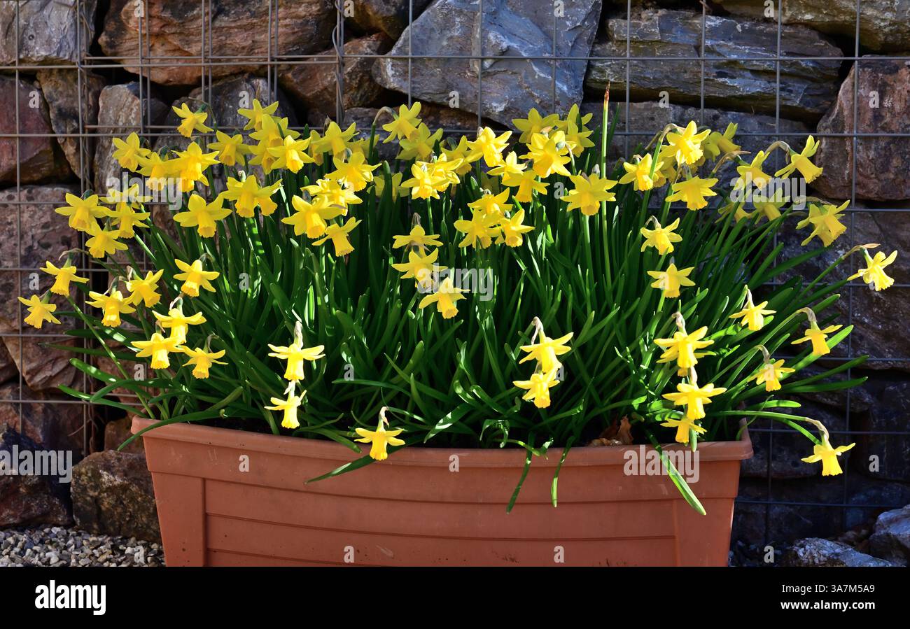 Jonquilles dans une auge en plastique contre un mur de gabion. Banque D'Images