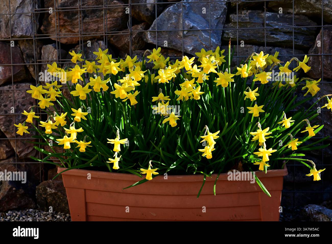 Jonquilles dans une auge en plastique contre un mur de gabion. Banque D'Images