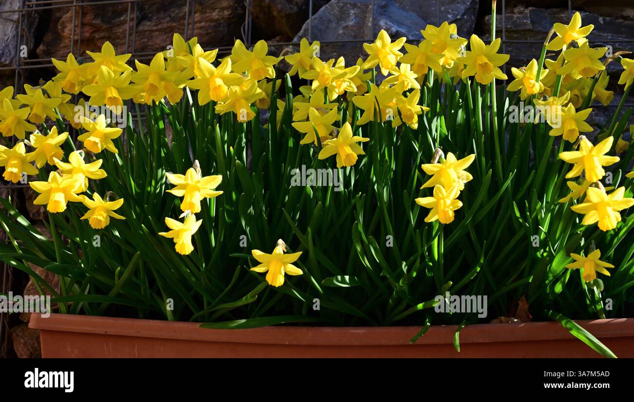 Jonquilles dans une auge en plastique contre un mur de gabion. Banque D'Images