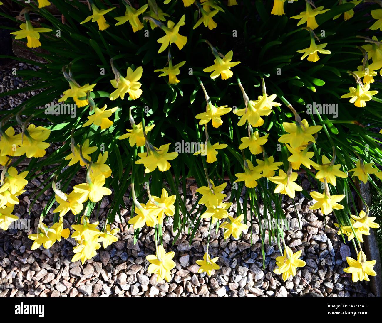 Jonquilles dans un bac en plastique. Banque D'Images