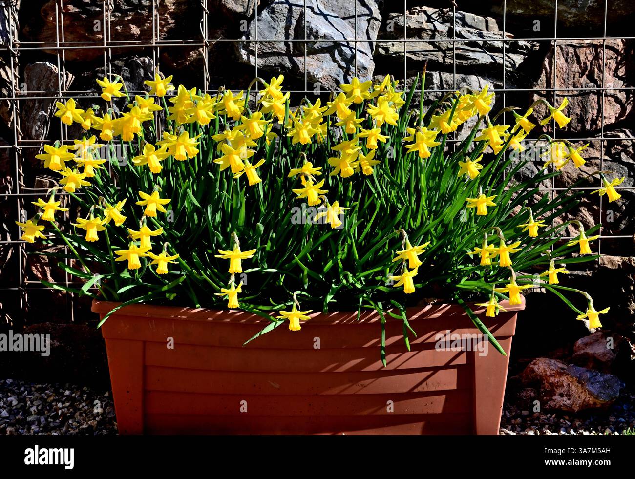 Jonquilles dans une auge en plastique contre un mur de gabion. Banque D'Images
