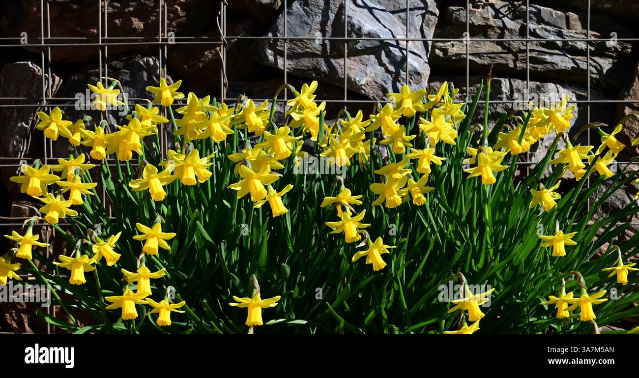 Jonquilles dans une auge en plastique contre un mur de gabion. Banque D'Images