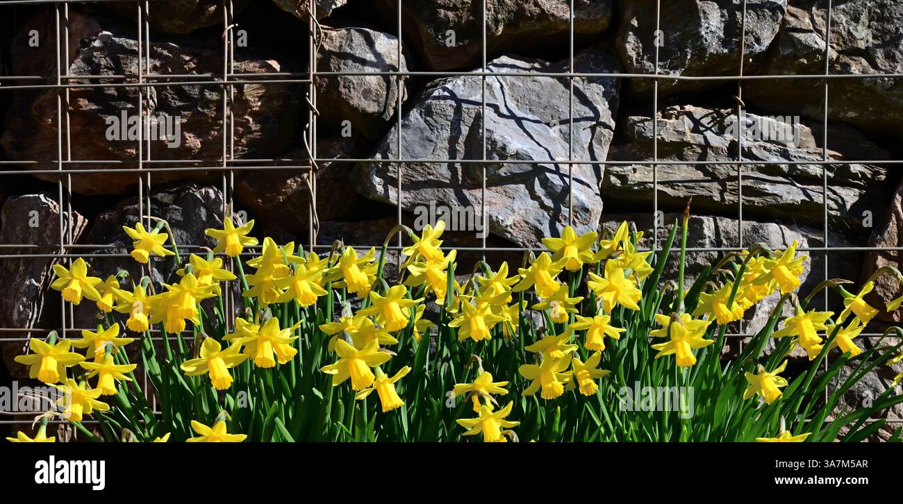 Jonquilles dans une auge en plastique contre un mur de gabion. Banque D'Images